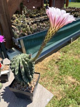 Preview: Echinopsis rosy star